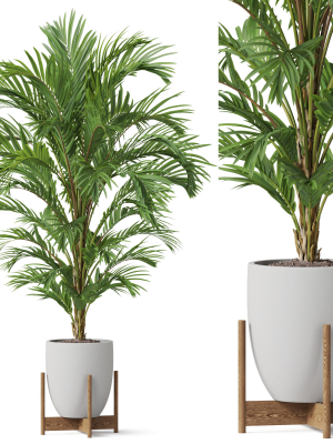 Plants collection 815