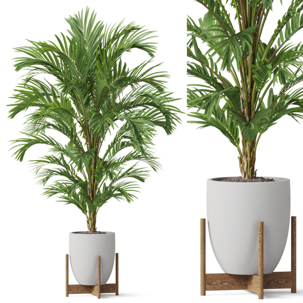 Plants collection 815