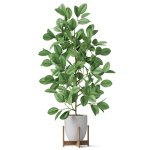 Plants collection 816