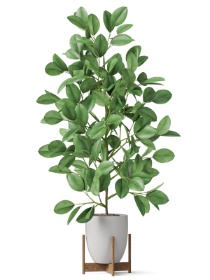 plants-collection-816-3d-model-max-obj-fbx-c4d-blend