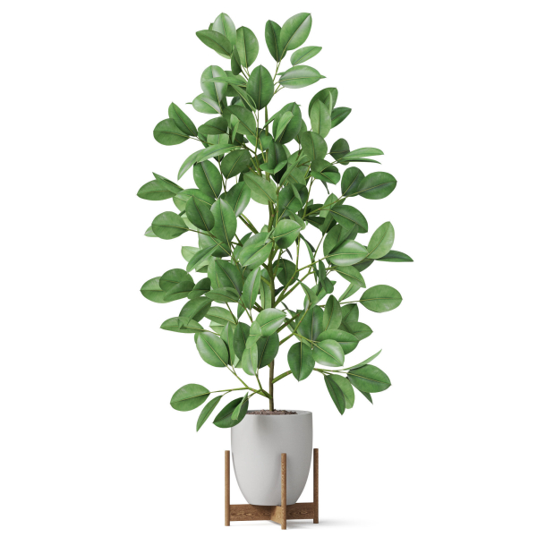 Plants collection 816