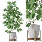 Plants collection 816