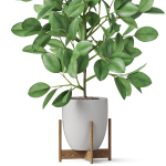 Plants collection 816