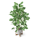 Plants collection 816