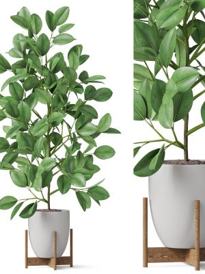 Plants collection 816