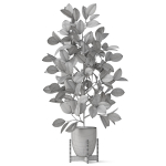 Plants collection 816