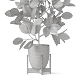 Plants collection 816