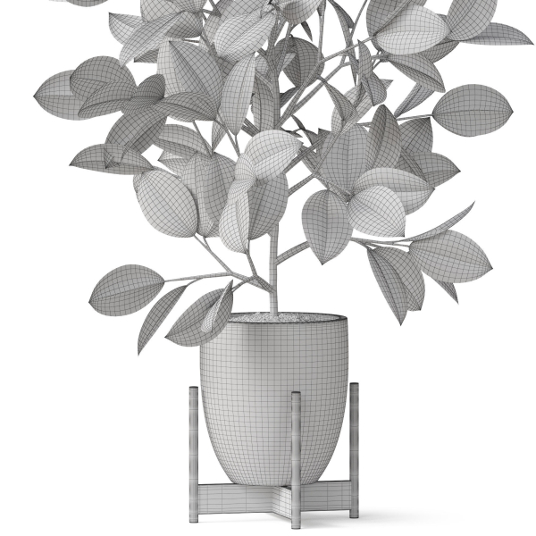 Plants collection 816