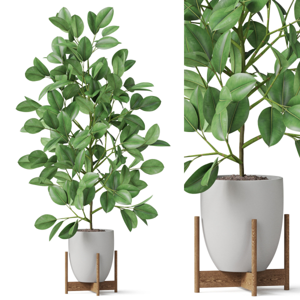 Plants collection 816