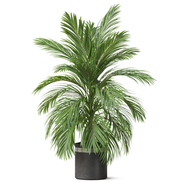 Plants collection 821