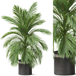 Plants collection 821