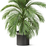 Plants collection 821