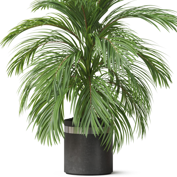 Plants collection 821