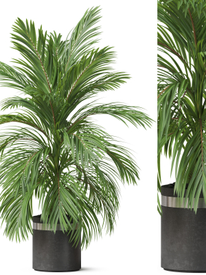 Plants collection 821