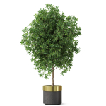 Plants collection 826