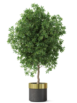 plants-collection-826-3d-model-max-obj-fbx-c4d-blend