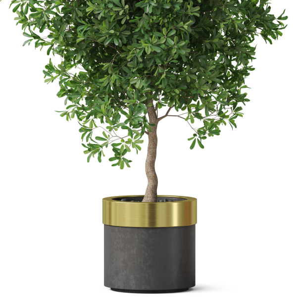 Plants collection 826