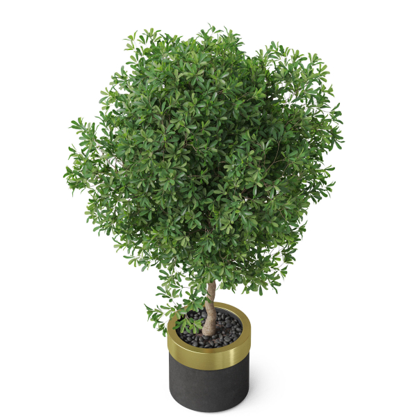 Plants collection 826