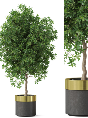 Plants collection 826