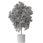 Plants collection 826