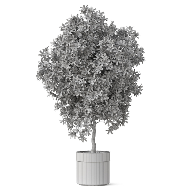 Plants collection 826
