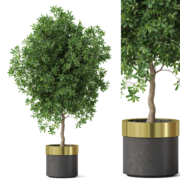 Plants collection 826