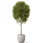 Plants collection 843