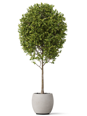 plants-collection-843-3d-model-max-obj-fbx-c4d-blend
