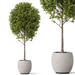Plants collection 843