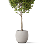 Plants collection 843
