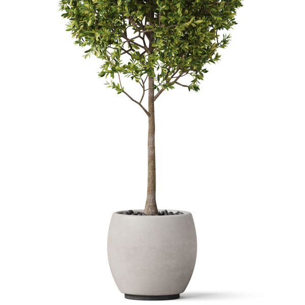 Plants collection 843