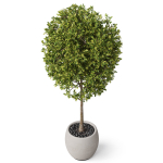 Plants collection 843