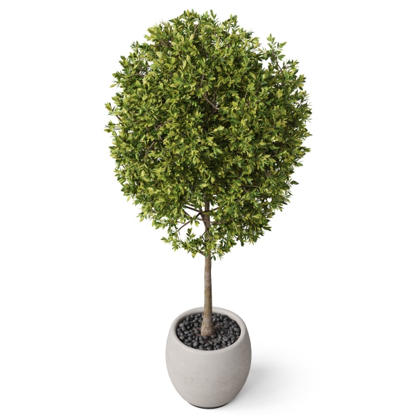 Plants collection 843