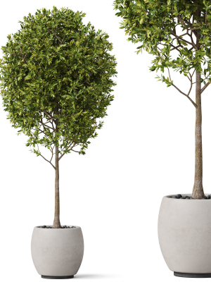 Plants collection 843