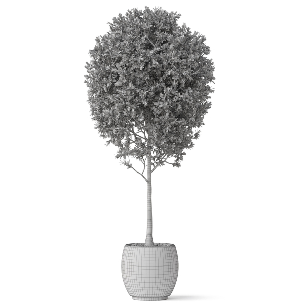 Plants collection 843