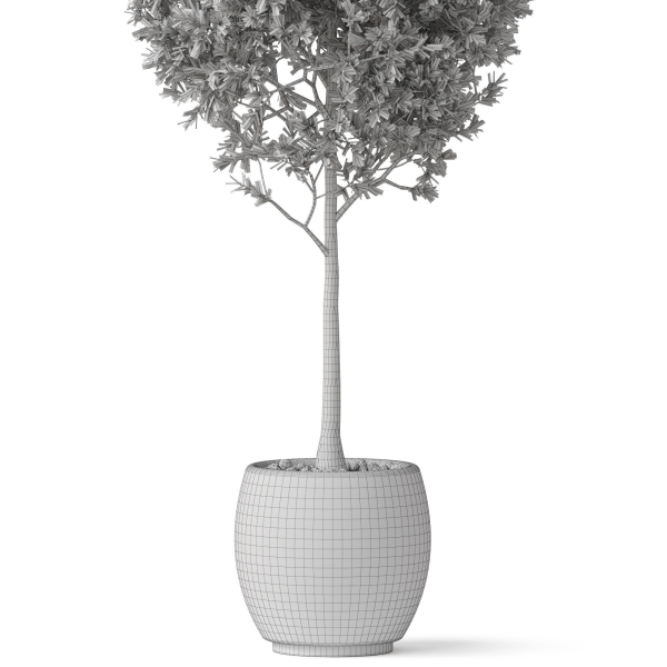 Plants collection 843