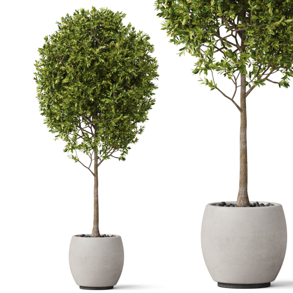 Plants collection 843