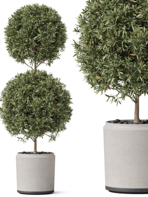 Plants collection 850
