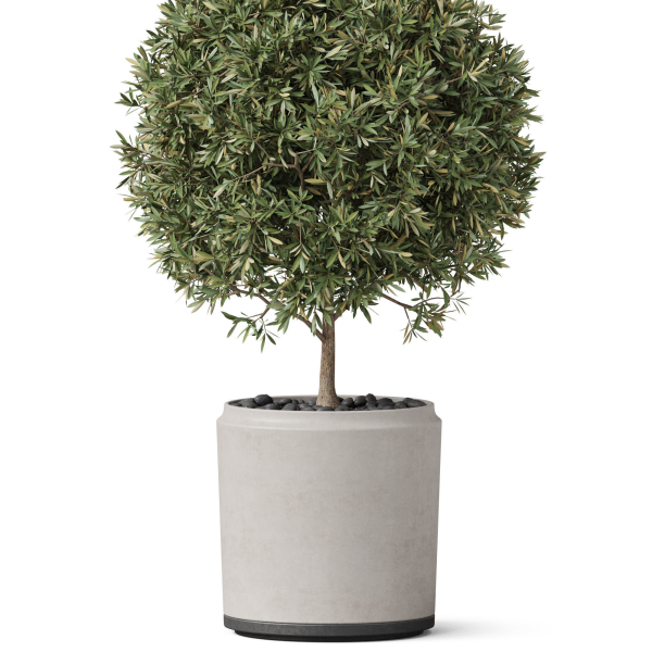Plants collection 850