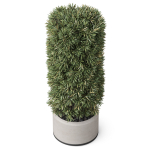 Plants collection 852