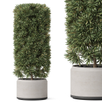 Plants collection 852