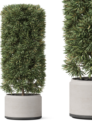 Plants collection 852
