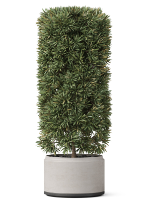 plants-collection-852-3d-model-d473af7889