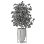 Plants collection 853