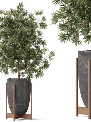 Plants collection 853