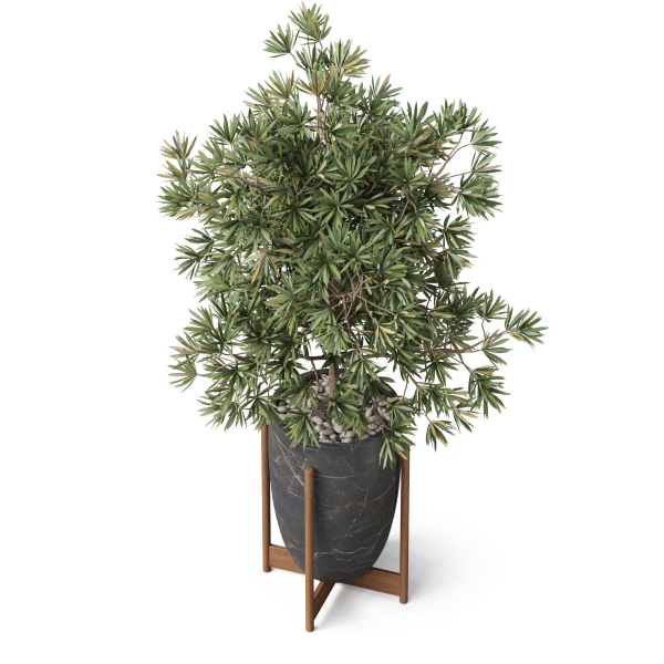 Plants collection 853