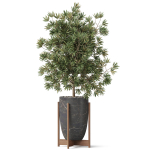 Plants collection 853