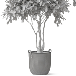 Plants collection 855