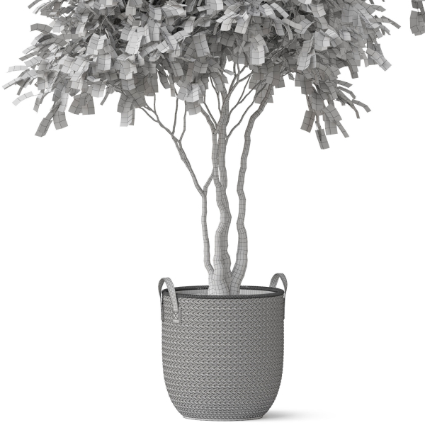 Plants collection 855