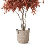 Plants collection 855